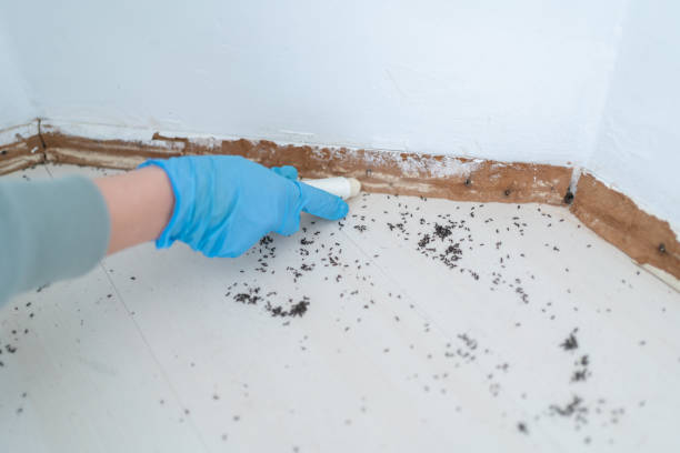 Best Exterminator Services  in Eleanor, WV